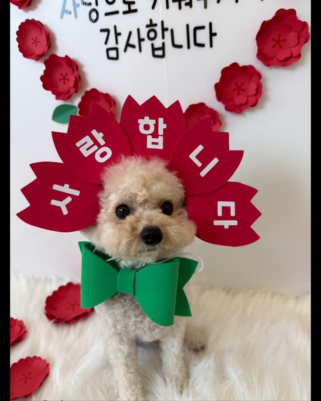 어버이날 카네이션 포토존에서 초록 나비넥타이를 하고 앉은 푸들