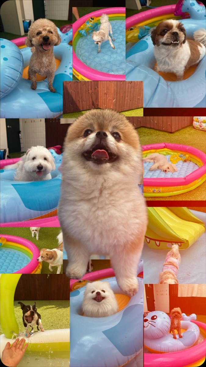 풀장에서 첨벙대는 강아지들